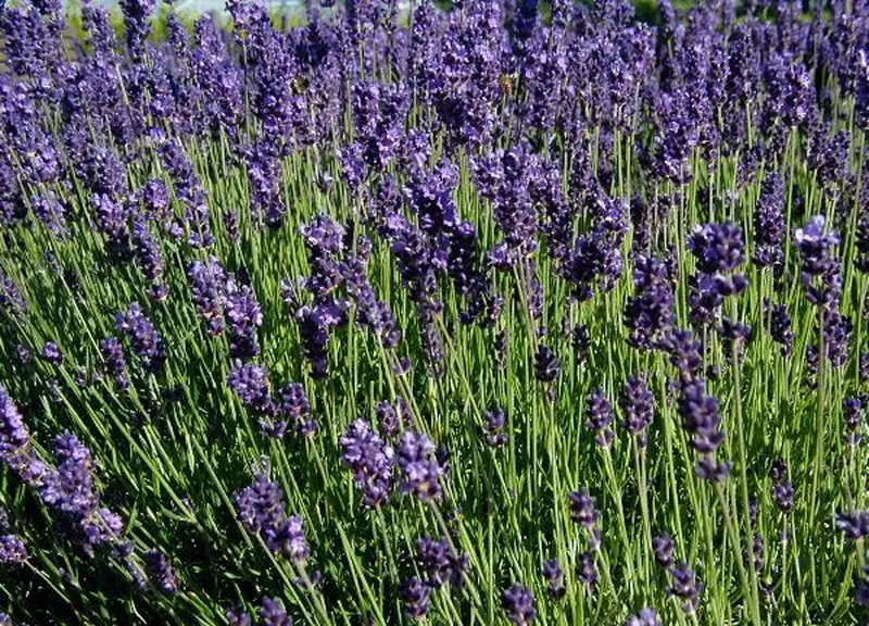 Lavandula Angustifolia Flowering