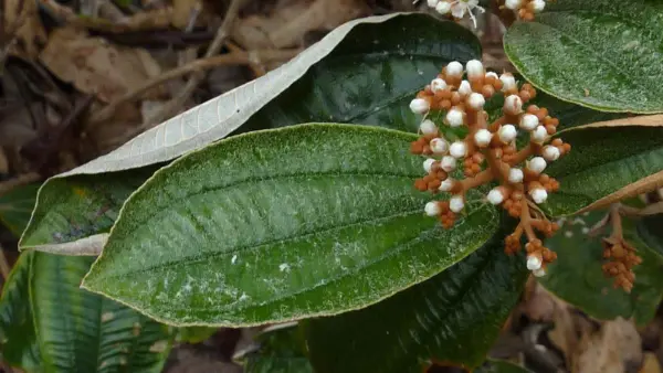 conheca os beneficios da canela de velho
