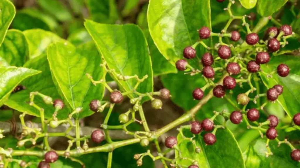 insulina vegetal benefícios dm2 vcs