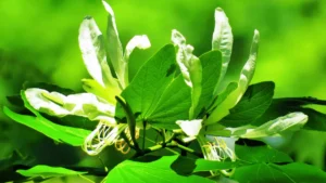 pata de vaca bauhinia benefícios diabetes tipo2