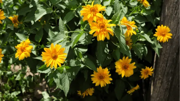 arnica benefícios dor articular vcs