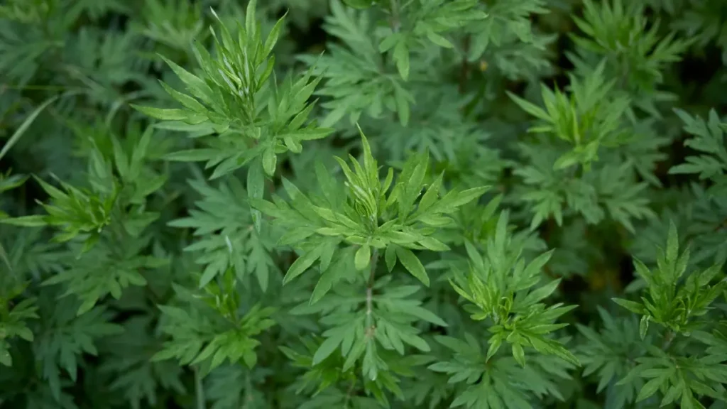 artemisia vulgaris benefícios vcs
