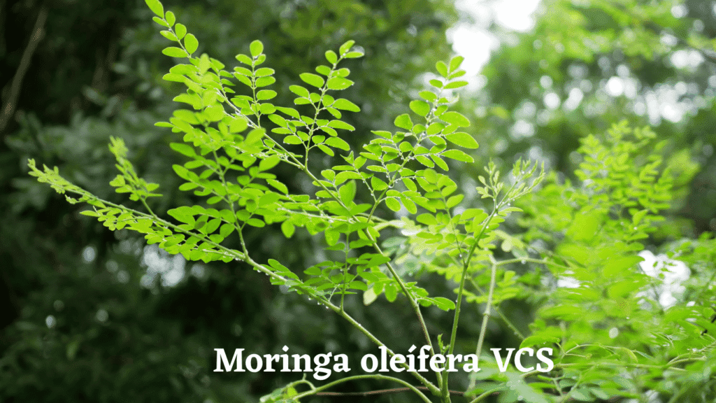 moringa benefícios vcs dm2