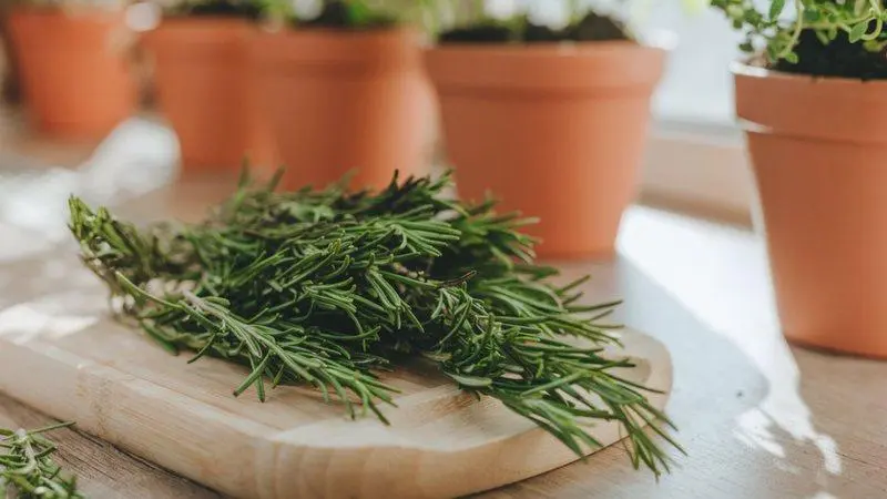 Alecrim Planta Medicinal Estimulante Natural