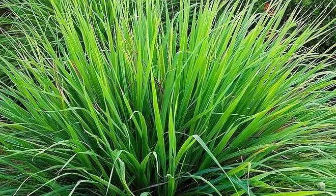 Capim Cidreira Planta Calmante Natural