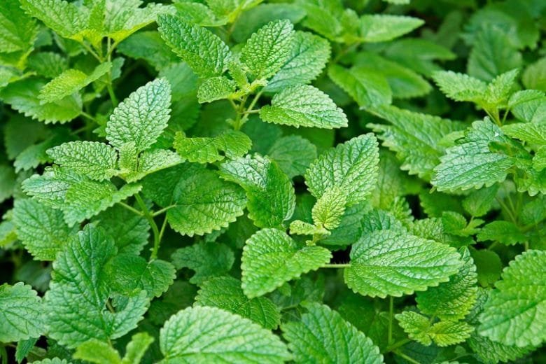 melissa officinalis benefícios vcs 780x520